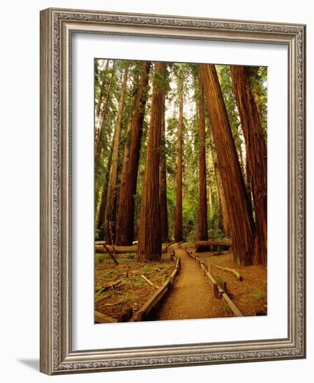 Redwoods Forest-Charles O'Rear-Framed Photographic Print