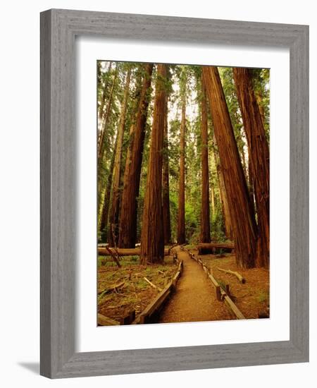 Redwoods Forest-Charles O'Rear-Framed Photographic Print