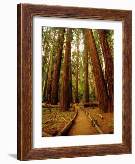 Redwoods Forest-Charles O'Rear-Framed Photographic Print