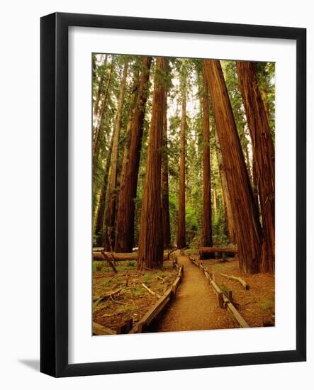 Redwoods Forest-Charles O'Rear-Framed Photographic Print