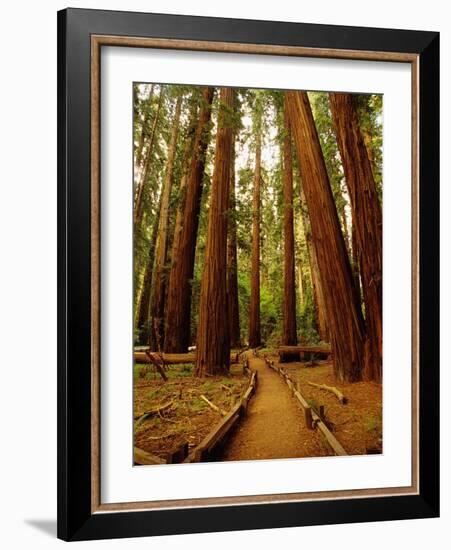 Redwoods Forest-Charles O'Rear-Framed Photographic Print