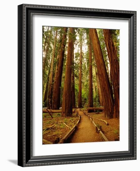 Redwoods Forest-Charles O'Rear-Framed Photographic Print