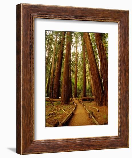 Redwoods Forest-Charles O'Rear-Framed Photographic Print
