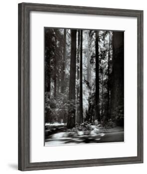 Redwoods, Founders Grove-Ansel Adams-Framed Art Print