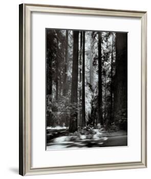 Redwoods, Founders Grove-Ansel Adams-Framed Art Print