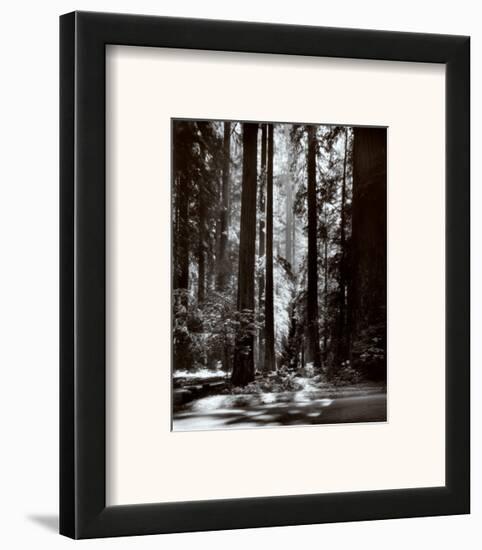 Redwoods, Founders Grove-Ansel Adams-Framed Art Print