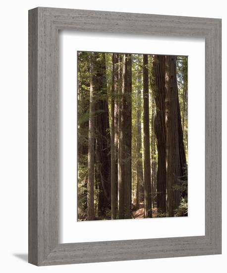 Redwoods, Humboldt County, California, USA-Ethel Davies-Framed Photographic Print