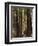 Redwoods, Humboldt County, California, USA-Ethel Davies-Framed Photographic Print