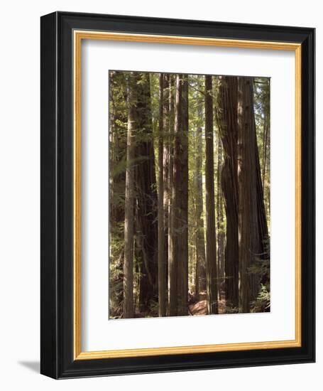 Redwoods, Humboldt County, California, USA-Ethel Davies-Framed Photographic Print