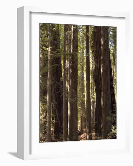 Redwoods, Humboldt County, California, USA-Ethel Davies-Framed Photographic Print