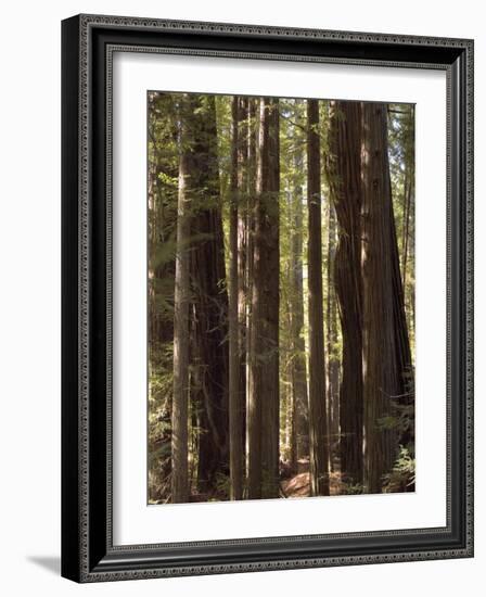 Redwoods, Humboldt County, California, USA-Ethel Davies-Framed Photographic Print