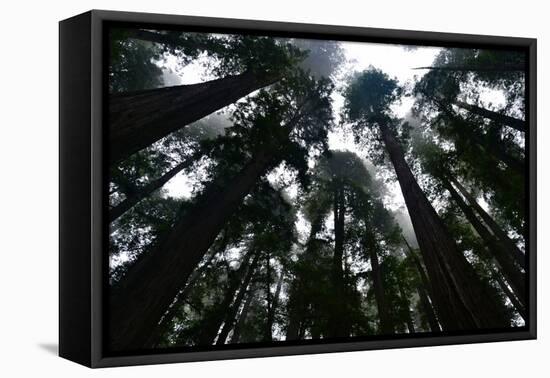 Redwoods I-Brian Moore-Framed Premier Image Canvas
