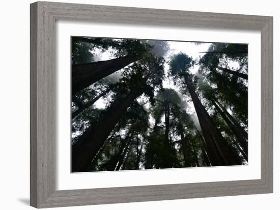 Redwoods I-Brian Moore-Framed Photographic Print