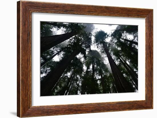 Redwoods I-Brian Moore-Framed Photographic Print