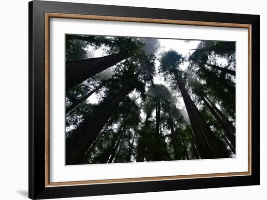 Redwoods I-Brian Moore-Framed Photographic Print