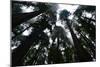 Redwoods I-Brian Moore-Mounted Photographic Print