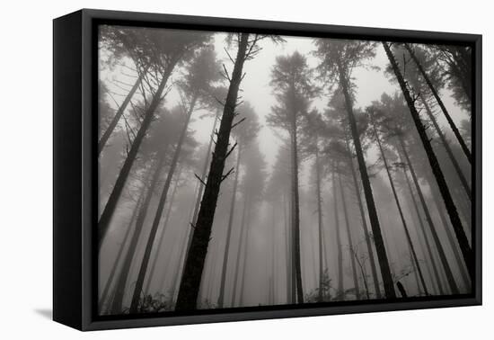 Redwoods II-Brian Moore-Framed Premier Image Canvas