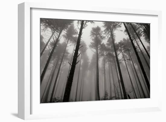 Redwoods II-Brian Moore-Framed Photographic Print