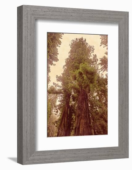 Redwoods II-Debra Van Swearingen-Framed Photographic Print