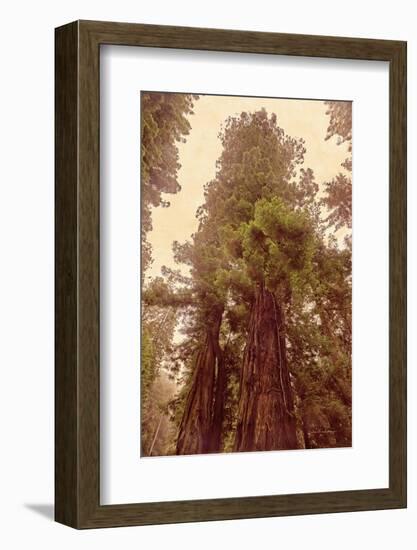 Redwoods II-Debra Van Swearingen-Framed Photographic Print