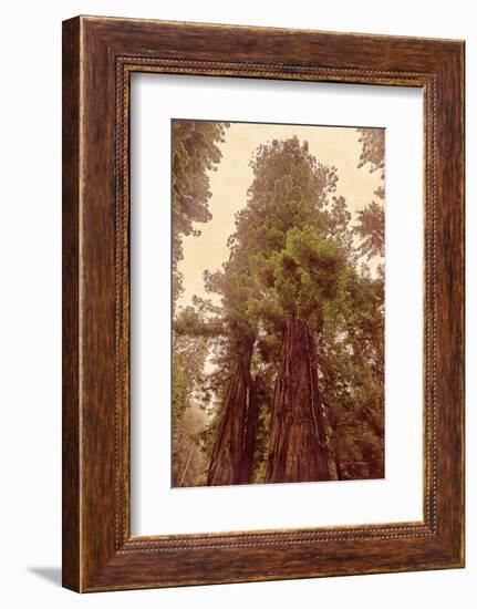 Redwoods II-Debra Van Swearingen-Framed Photographic Print