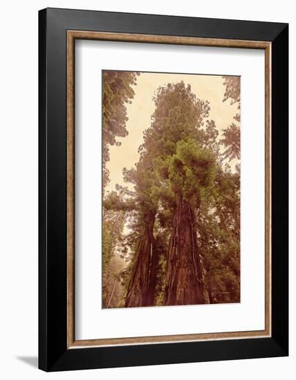 Redwoods II-Debra Van Swearingen-Framed Photographic Print