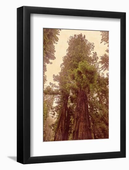 Redwoods II-Debra Van Swearingen-Framed Photographic Print