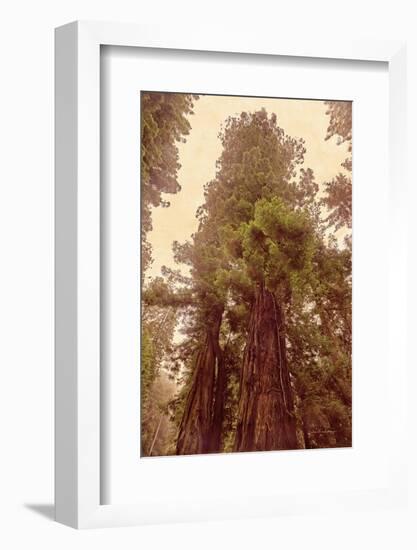 Redwoods II-Debra Van Swearingen-Framed Photographic Print