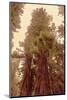 Redwoods II-Debra Van Swearingen-Mounted Photographic Print