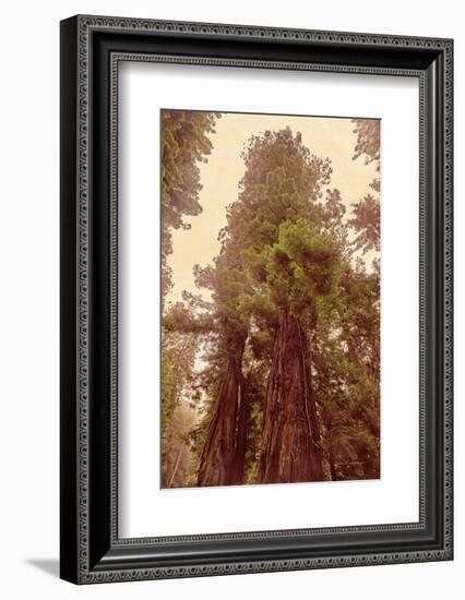 Redwoods II-Debra Van Swearingen-Framed Photographic Print