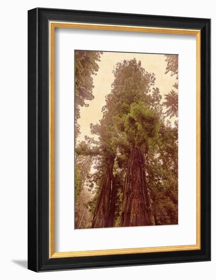 Redwoods II-Debra Van Swearingen-Framed Photographic Print