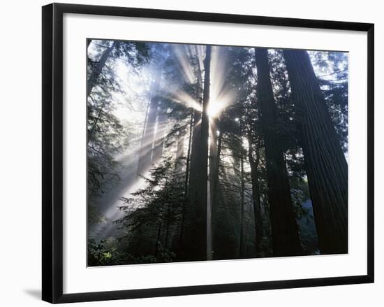 Redwoods in fog, Redwood National Park, California, USA-Charles Gurche-Framed Photographic Print