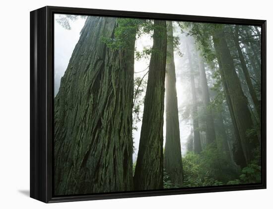 Redwoods in fog, Redwood National Park, California, USA-Charles Gurche-Framed Premier Image Canvas