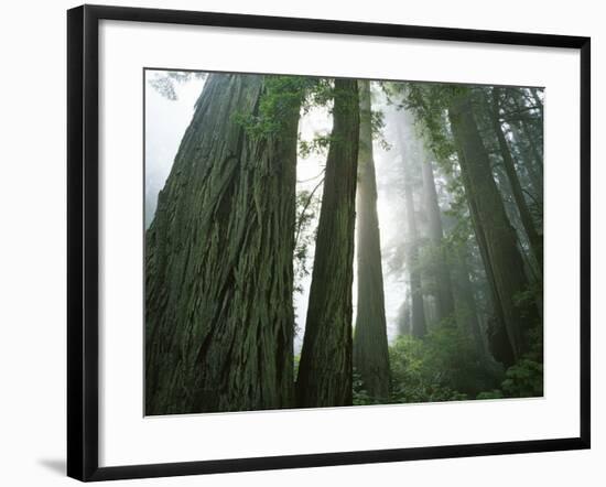 Redwoods in fog, Redwood National Park, California, USA-Charles Gurche-Framed Photographic Print