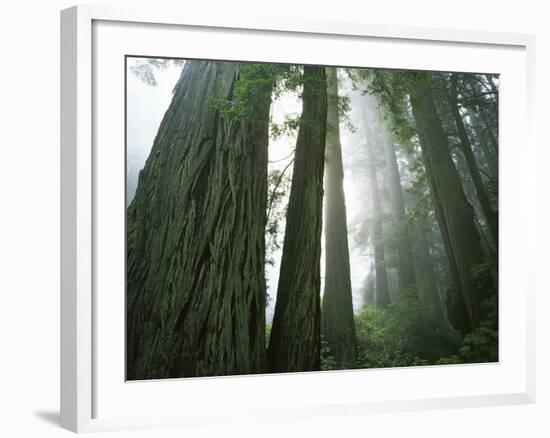 Redwoods in fog, Redwood National Park, California, USA-Charles Gurche-Framed Photographic Print