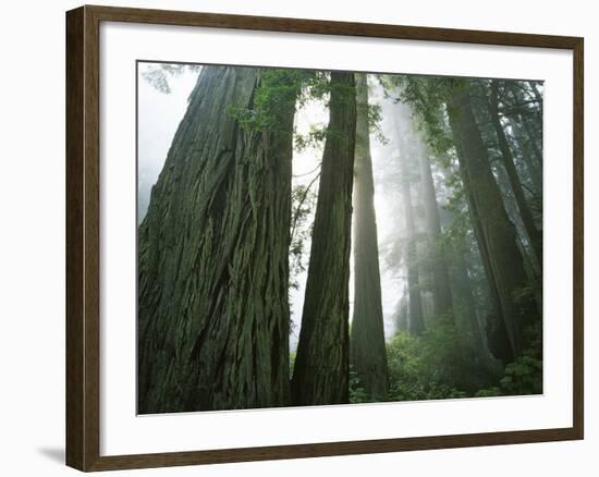 Redwoods in fog, Redwood National Park, California, USA-Charles Gurche-Framed Photographic Print