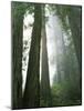 Redwoods in fog, Redwood National Park, California, USA-Charles Gurche-Mounted Photographic Print
