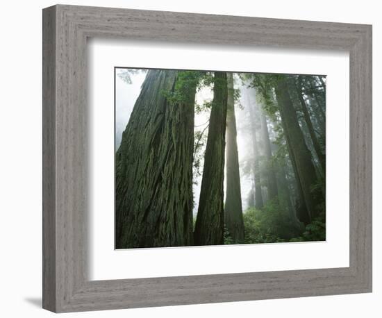 Redwoods in fog, Redwood National Park, California, USA-Charles Gurche-Framed Photographic Print