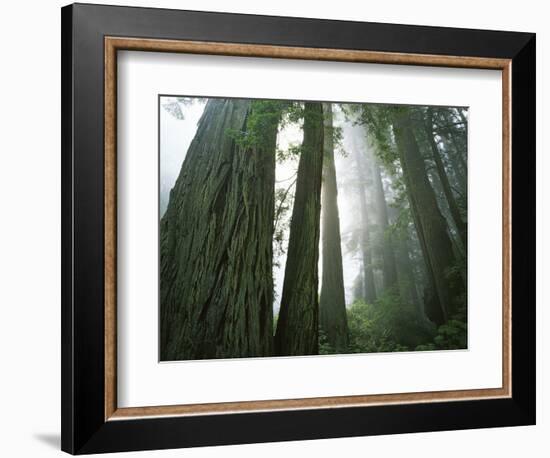 Redwoods in fog, Redwood National Park, California, USA-Charles Gurche-Framed Photographic Print