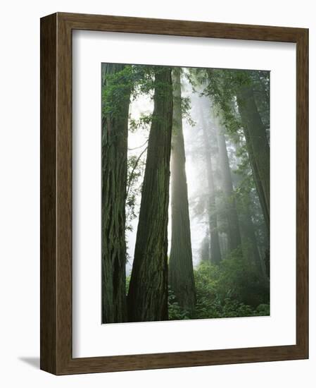 Redwoods in fog, Redwood National Park, California, USA-Charles Gurche-Framed Photographic Print