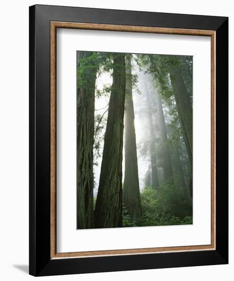 Redwoods in fog, Redwood National Park, California, USA-Charles Gurche-Framed Photographic Print