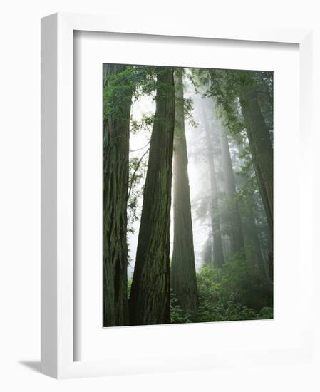 Redwoods in fog, Redwood National Park, California, USA-Charles Gurche-Framed Photographic Print