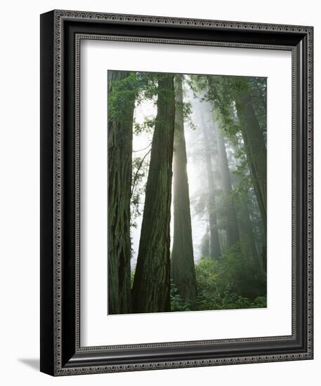 Redwoods in fog, Redwood National Park, California, USA-Charles Gurche-Framed Photographic Print