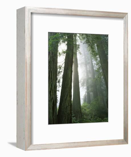 Redwoods in fog, Redwood National Park, California, USA-Charles Gurche-Framed Photographic Print