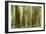 Redwoods, Muir Woods, California-null-Framed Art Print