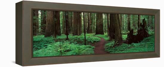 Redwoods Path-Alain Thomas-Framed Premier Image Canvas