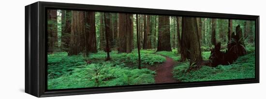 Redwoods Path-Alain Thomas-Framed Premier Image Canvas