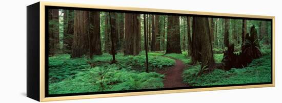 Redwoods Path-Alain Thomas-Framed Premier Image Canvas