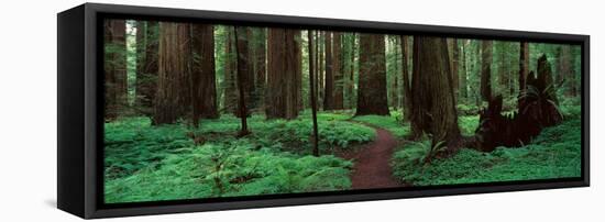 Redwoods Path-Alain Thomas-Framed Stretched Canvas