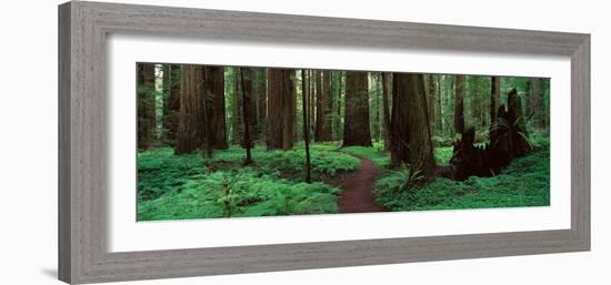 Redwoods Path-Alain Thomas-Framed Photographic Print